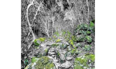 Exposition MOSS du 6 juin au 1 juillet 2026, mediatheque Chateauneuf-Grasse