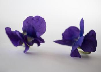 2024- Série : Fleurs 